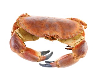 Photo of One raw crab isolated on white. Sea food