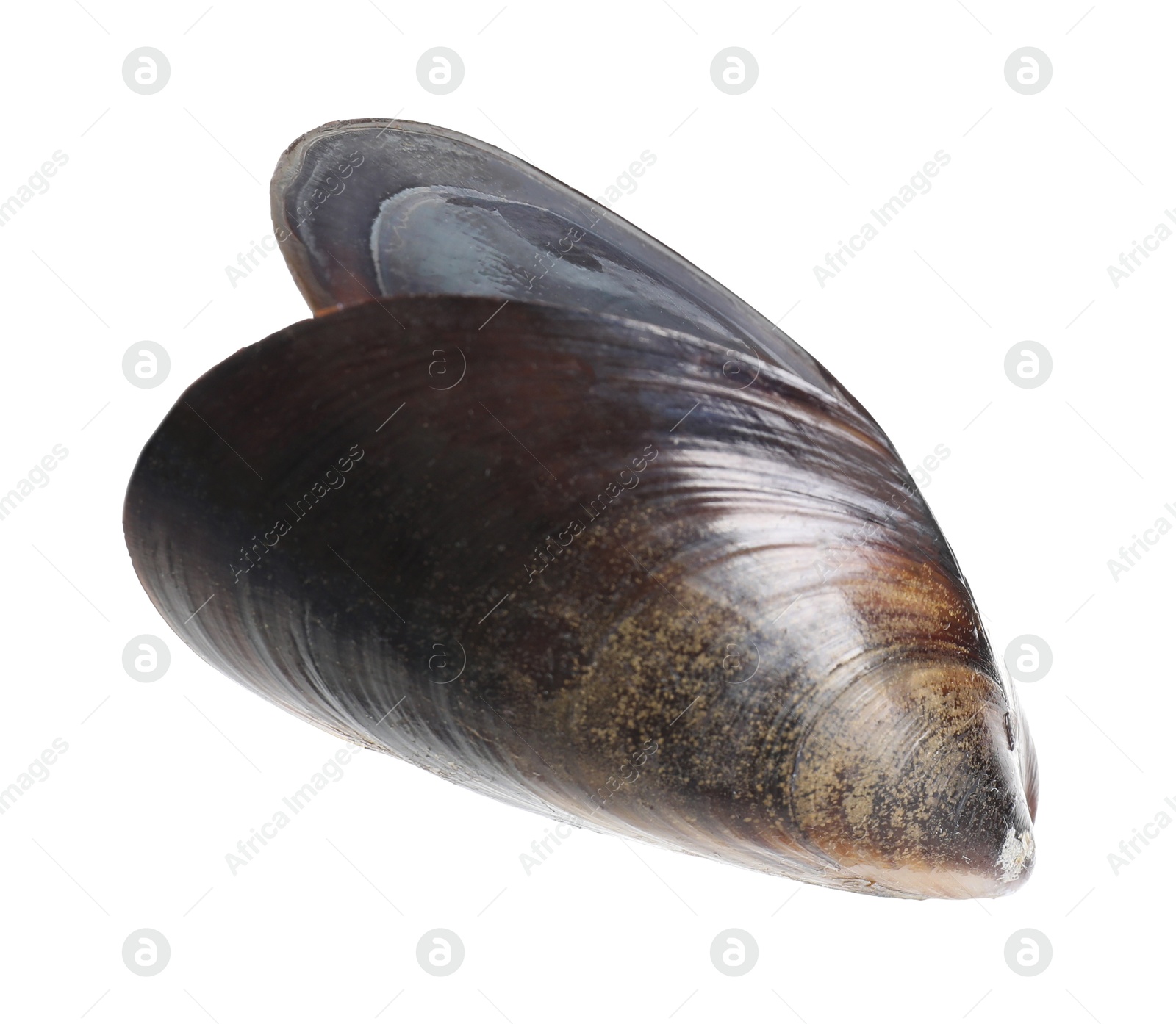 Photo of One raw mussel isolated on white. Sea food