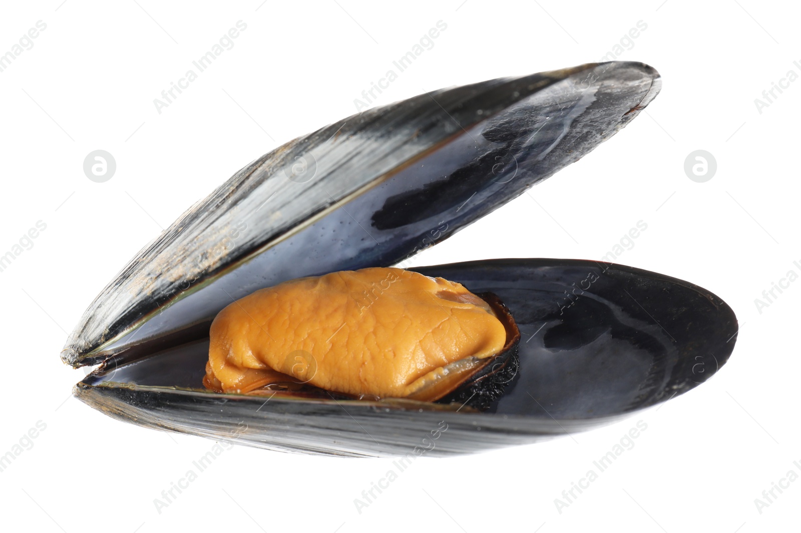 Photo of One raw mussel isolated on white. Sea food