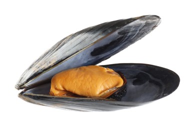 Photo of One raw mussel isolated on white. Sea food