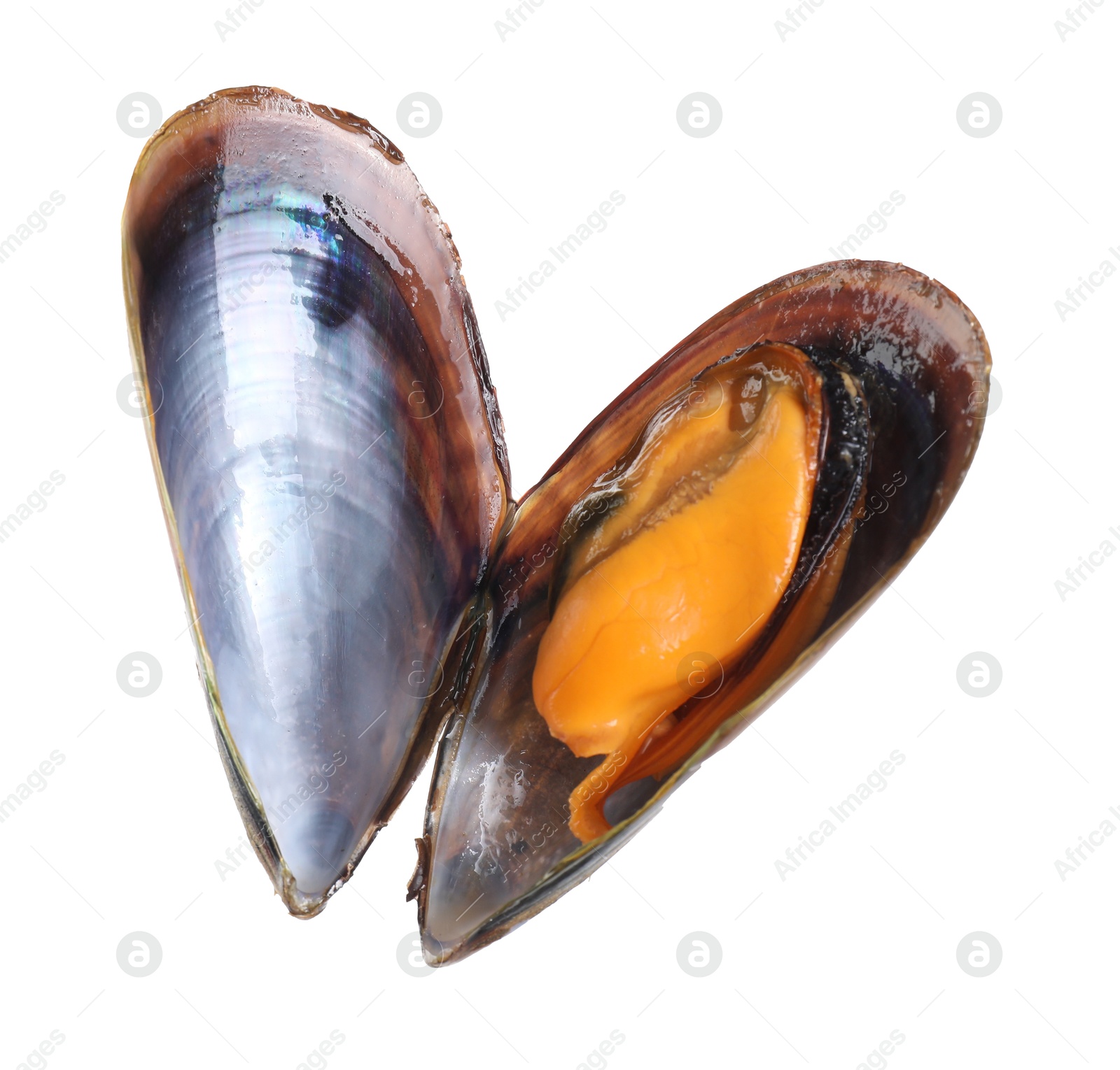 Photo of One raw mussel isolated on white. Sea food