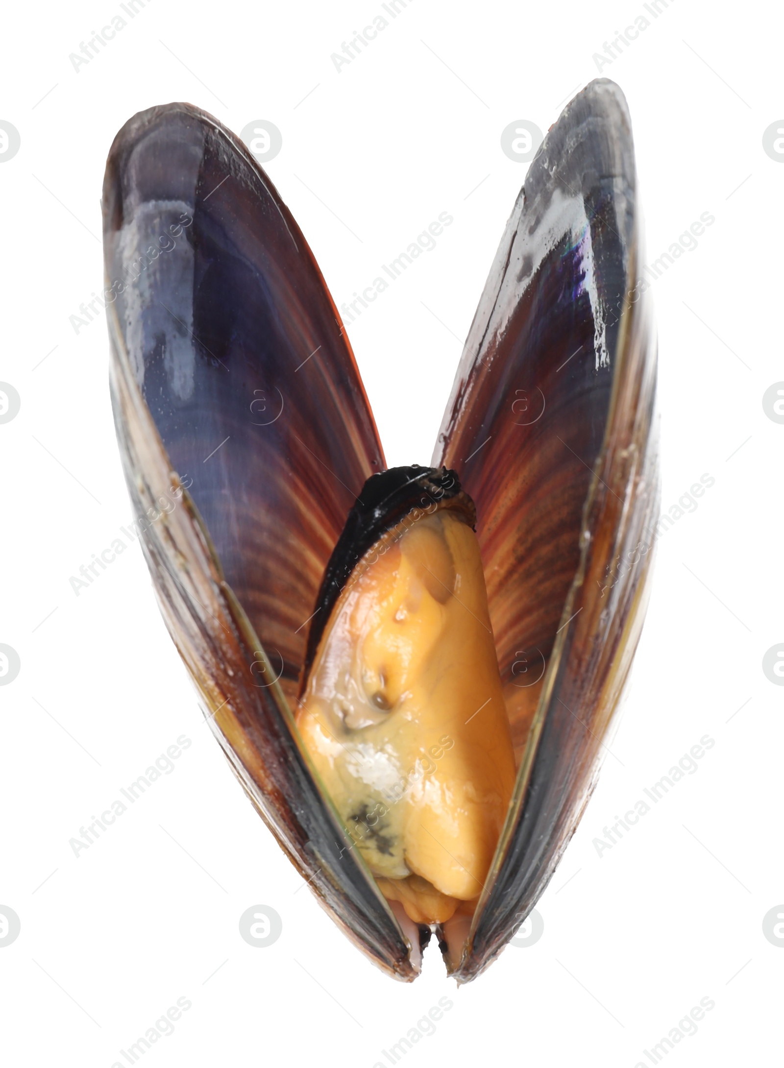 Photo of One raw mussel isolated on white. Sea food