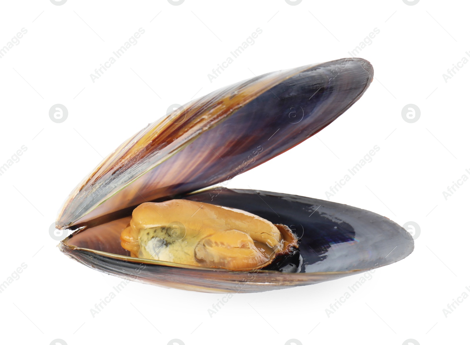 Photo of One raw mussel isolated on white. Sea food