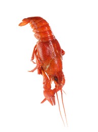 One red crayfish isolated on white. Sea food