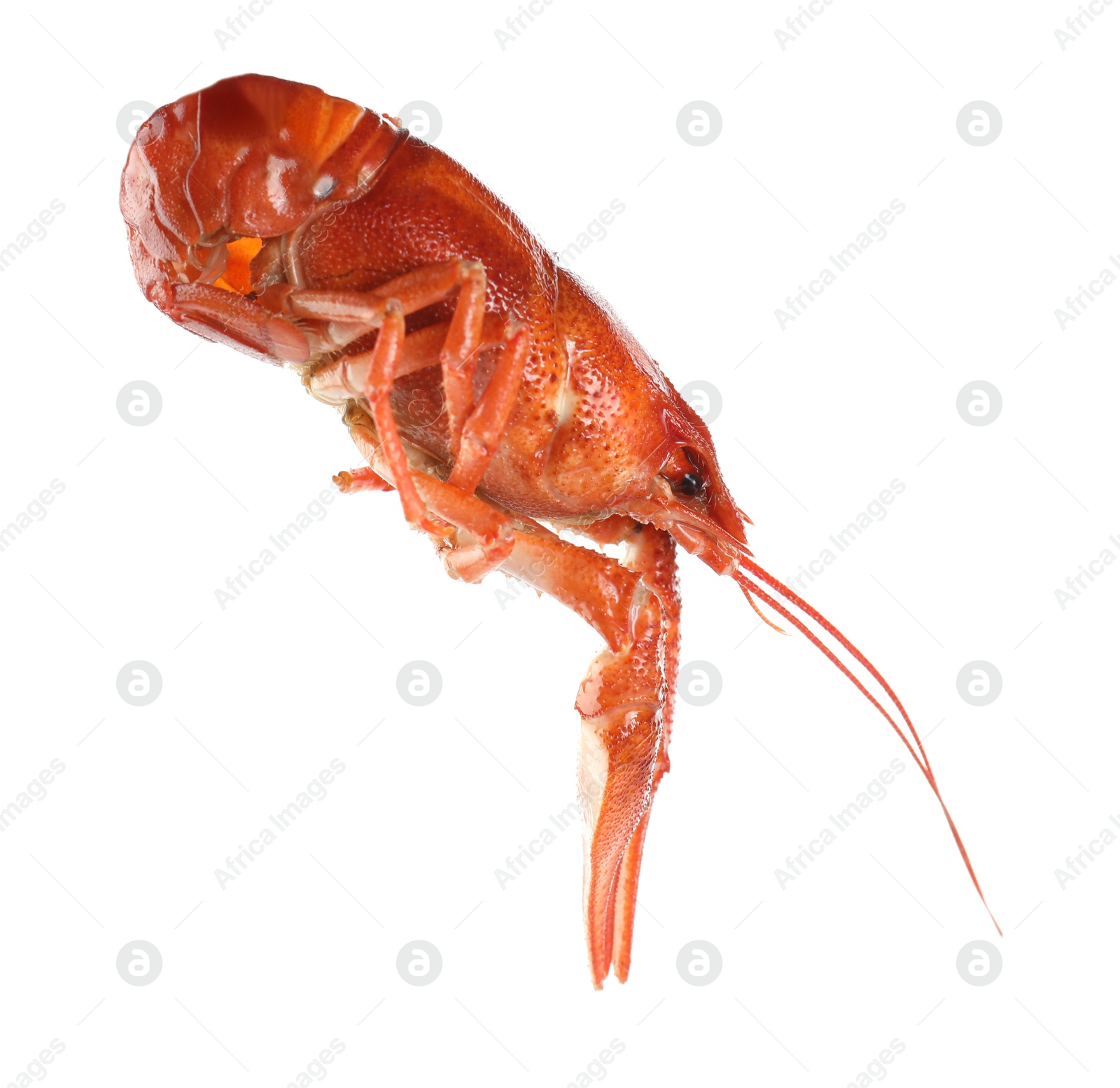 Photo of One red crayfish isolated on white. Sea food