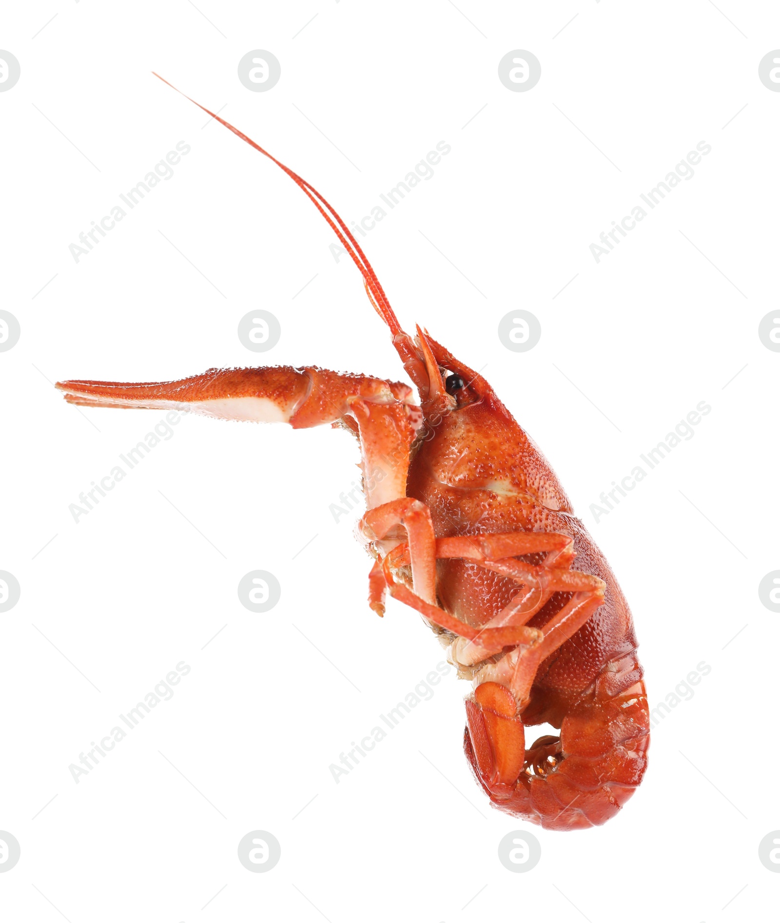 Photo of One red crayfish isolated on white. Sea food