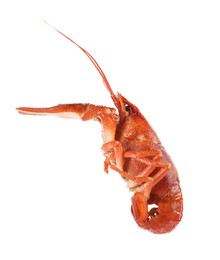 One red crayfish isolated on white. Sea food