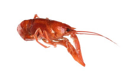 One red crayfish isolated on white. Sea food