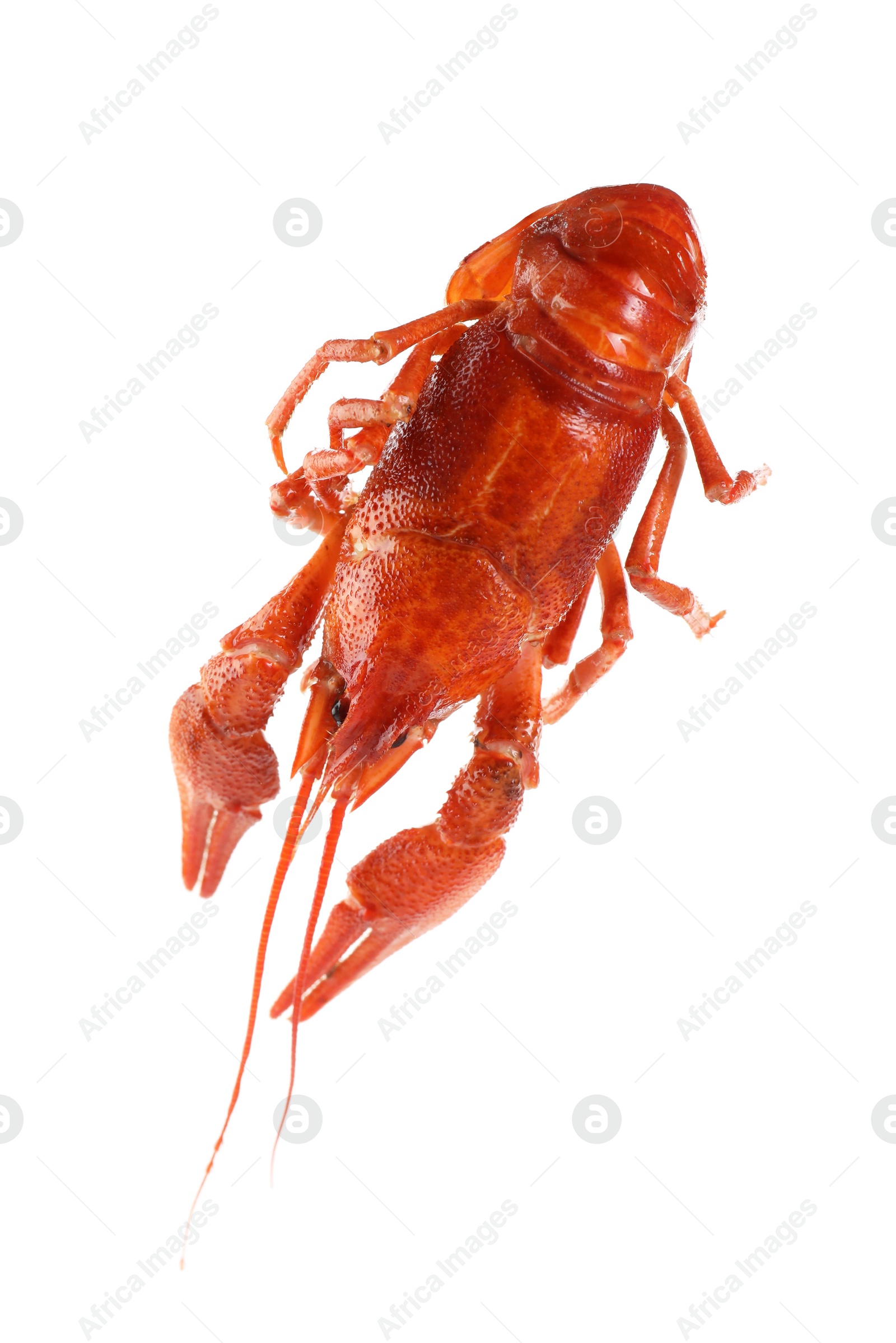 Photo of One red crayfish isolated on white. Sea food