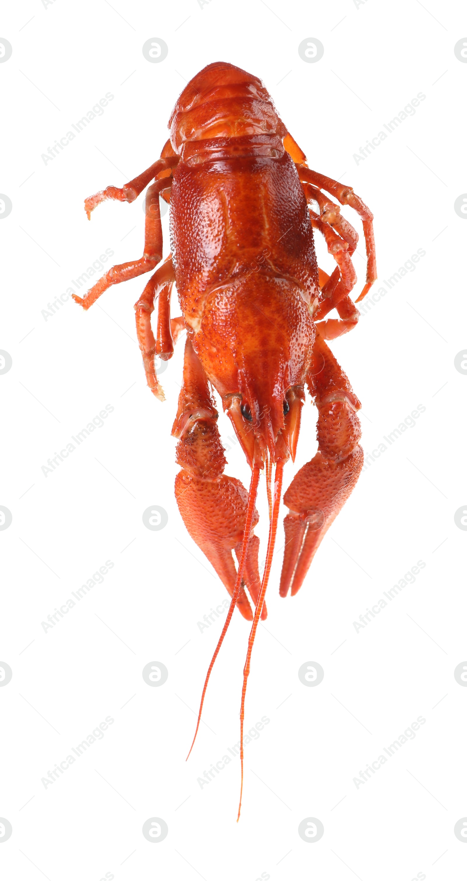 Photo of One red crayfish isolated on white. Sea food