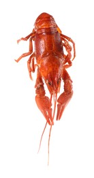 One red crayfish isolated on white. Sea food