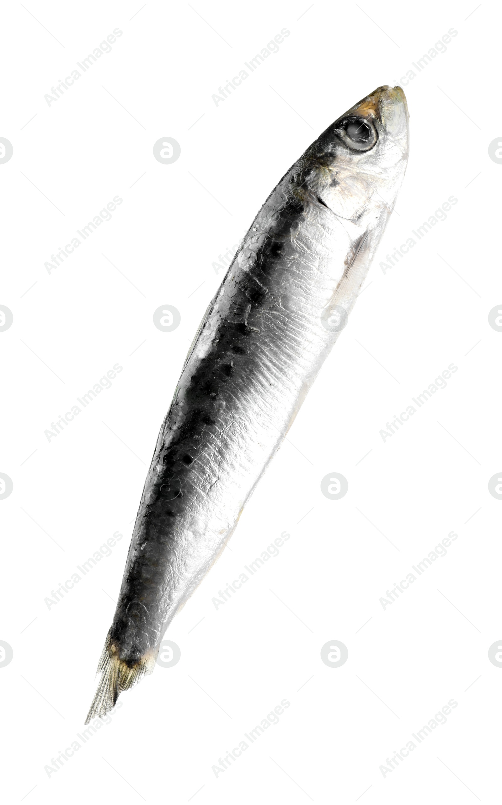 Photo of One raw sardine fish isolated on white. Sea food