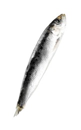 One raw sardine fish isolated on white. Sea food