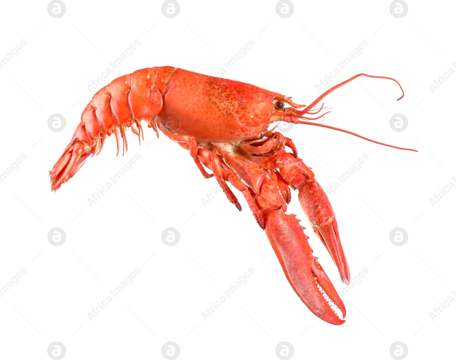 Photo of One red lobster isolated on white. Sea food