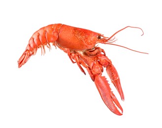 Photo of One red lobster isolated on white. Sea food