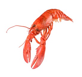 Photo of One red lobster isolated on white. Sea food