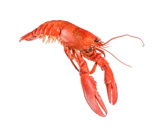 Photo of One red lobster isolated on white. Sea food