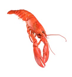 One red lobster isolated on white. Sea food