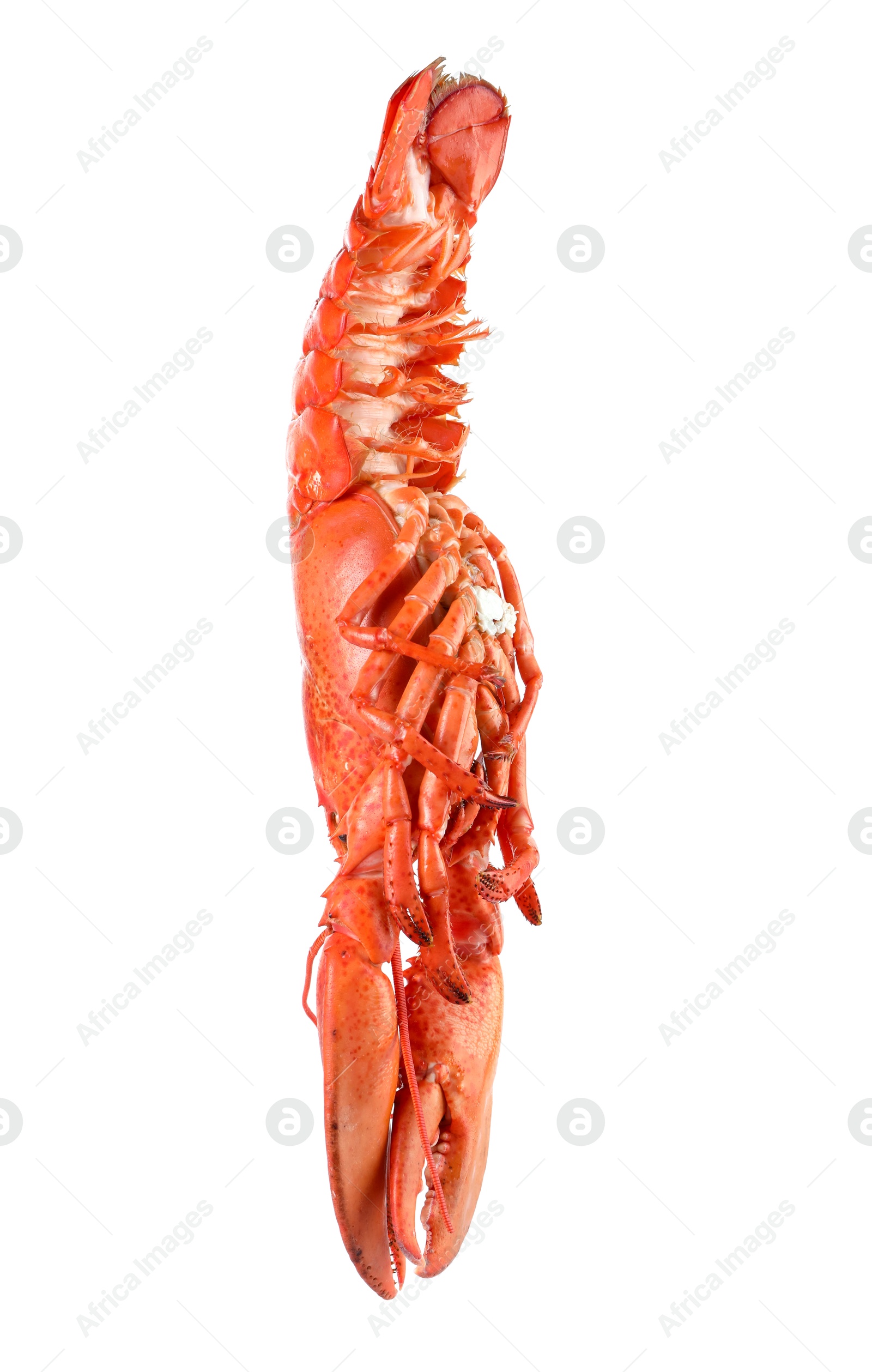 Photo of One red lobster isolated on white. Sea food