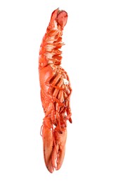 Photo of One red lobster isolated on white. Sea food