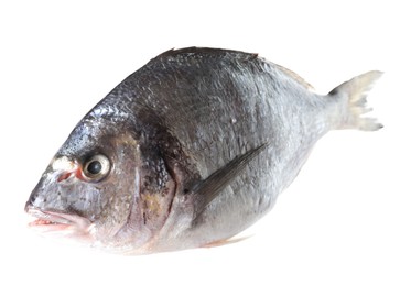 Photo of One raw gilthead fish isolated on white. Sea food