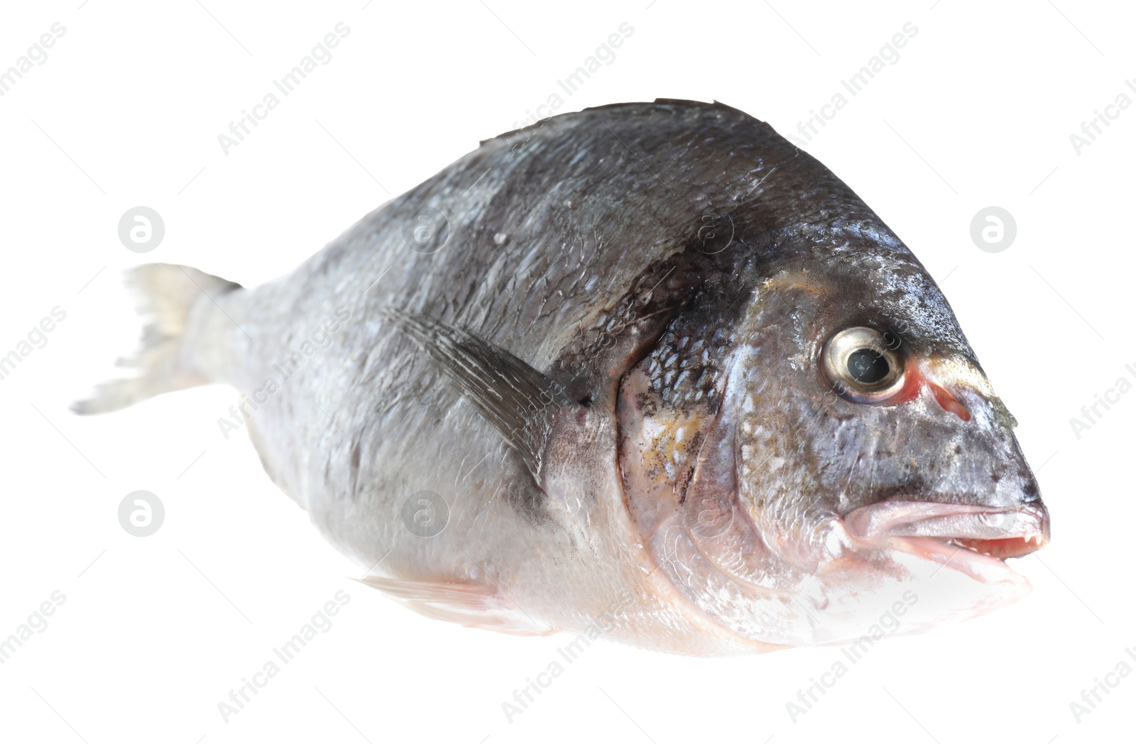 Photo of One raw gilthead fish isolated on white. Sea food