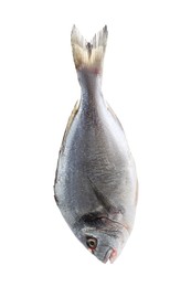 One raw gilthead fish isolated on white. Sea food