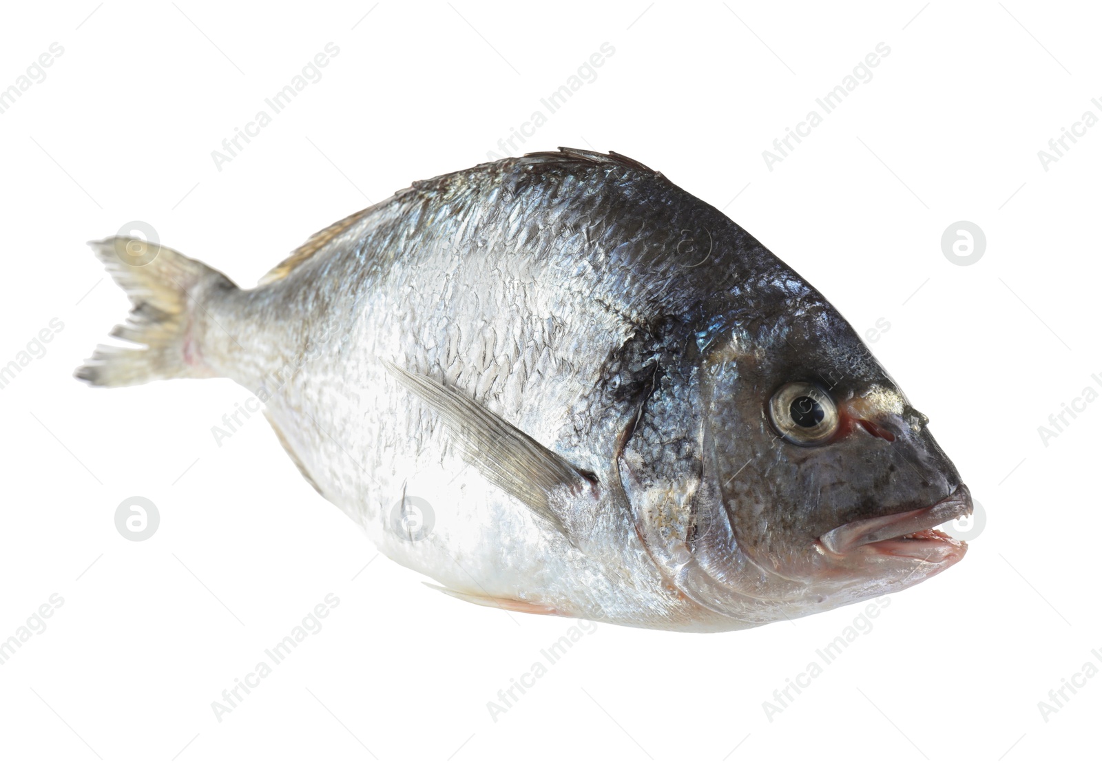 Photo of One raw gilthead fish isolated on white. Sea food