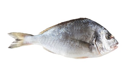 Photo of One raw gilthead fish isolated on white. Sea food