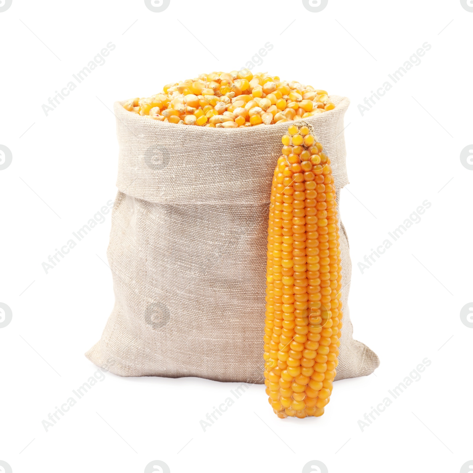 Photo of Fresh corn kernels in burlap sack and corncob isolated on white