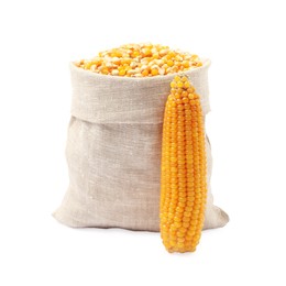 Photo of Fresh corn kernels in burlap sack and corncob isolated on white