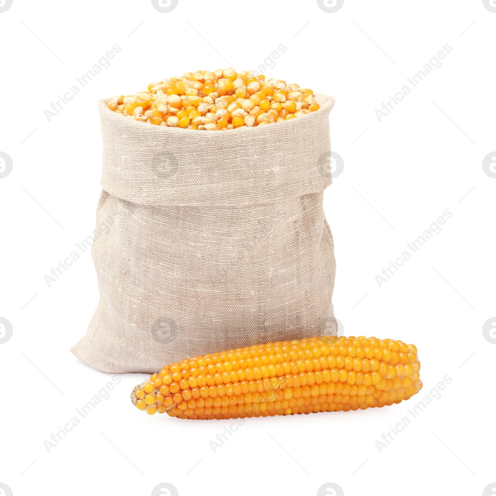 Photo of Fresh corn kernels in burlap sack and corncob isolated on white