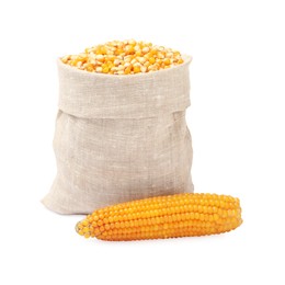 Fresh corn kernels in burlap sack and corncob isolated on white