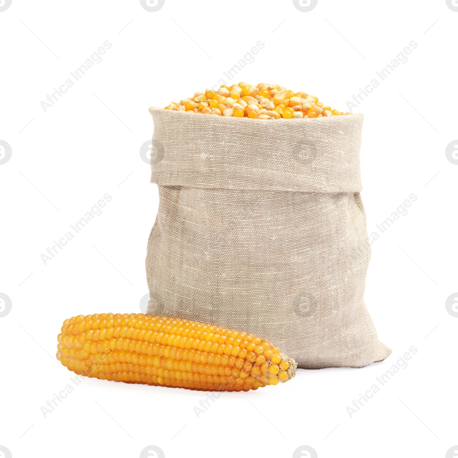 Photo of Fresh corn kernels in burlap sack and corncob isolated on white