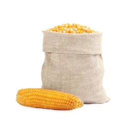 Fresh corn kernels in burlap sack and corncob isolated on white