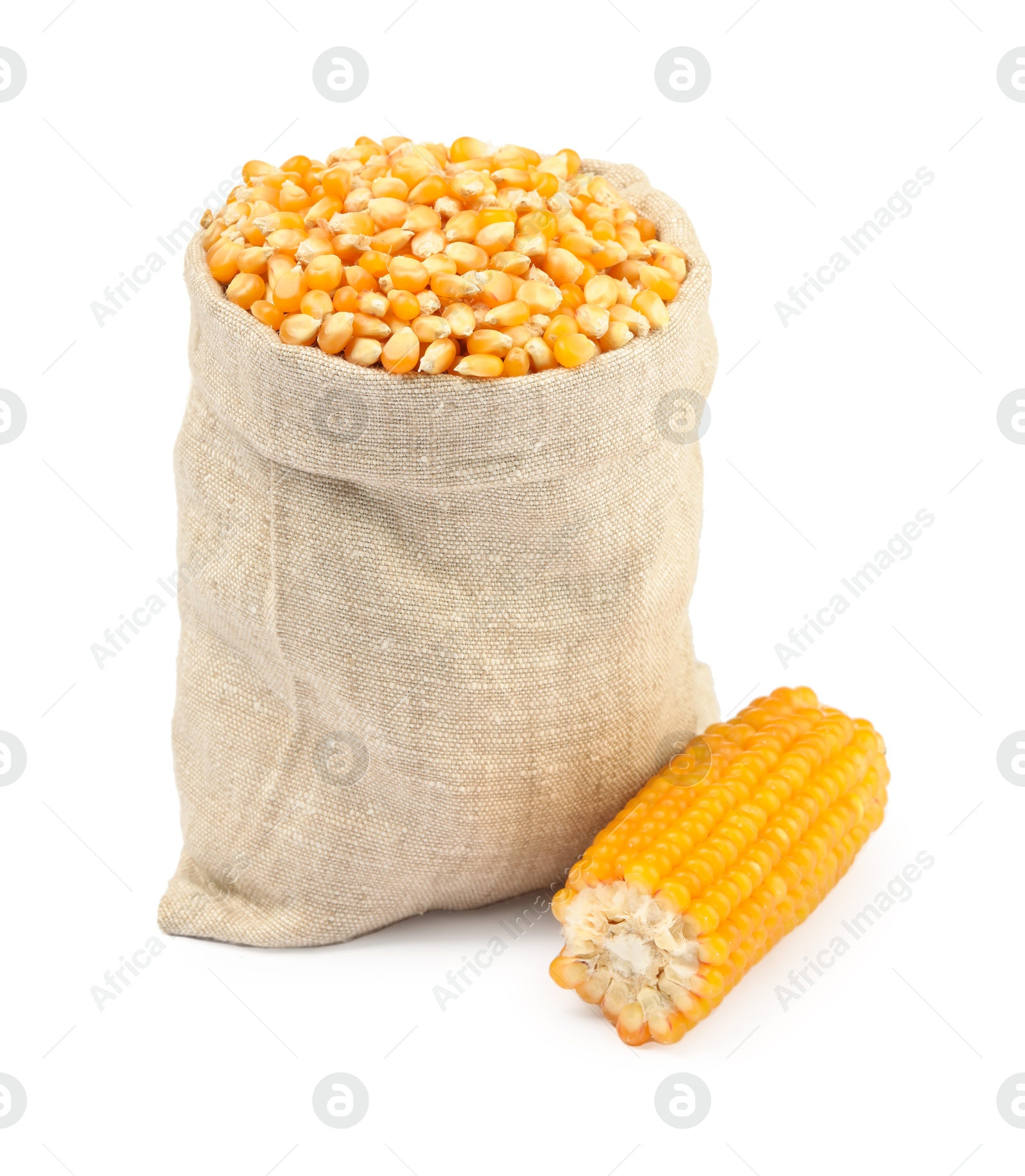 Photo of Fresh corn kernels in burlap sack and corncob isolated on white