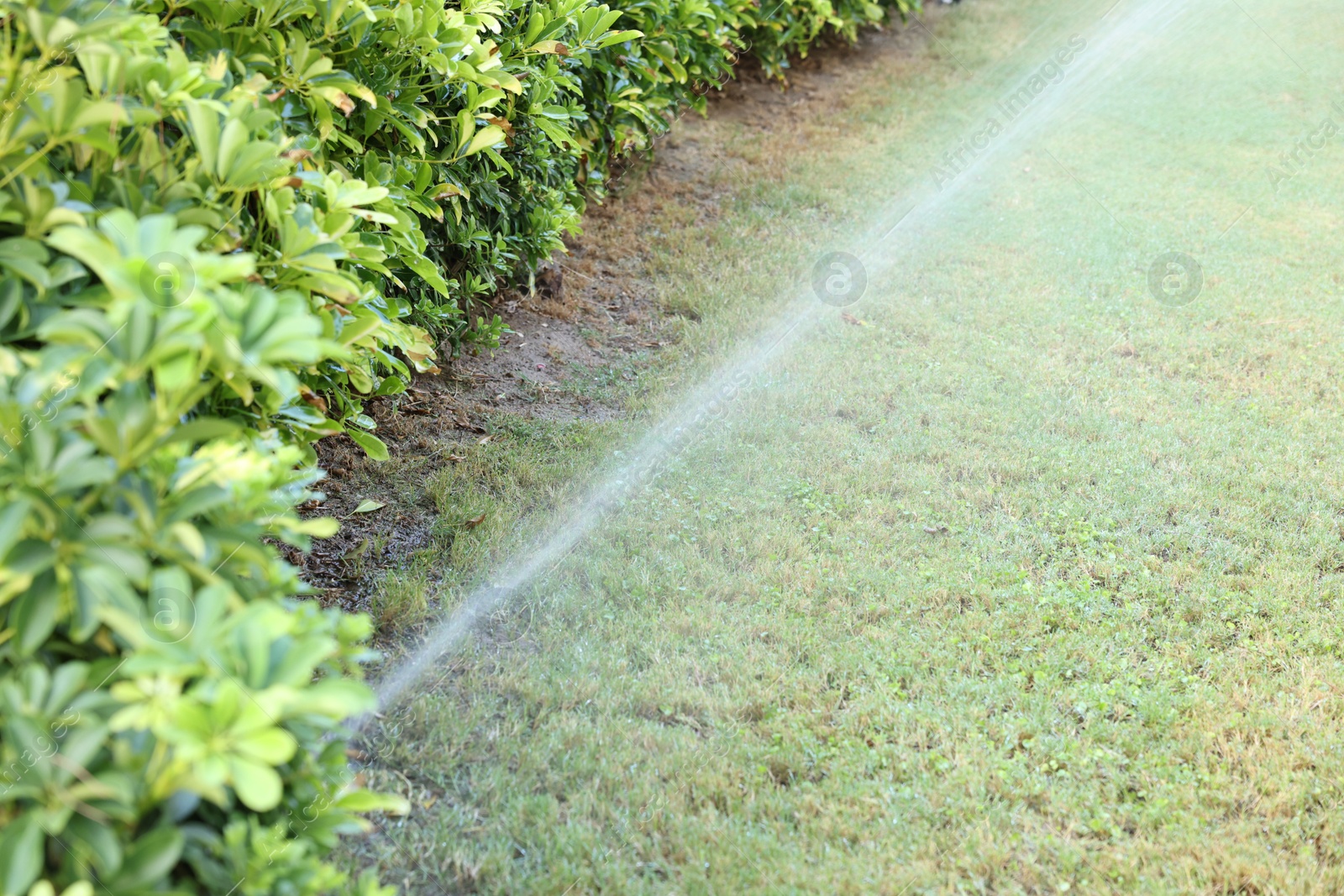 Photo of Automatic sprinkler watering green grass in garden