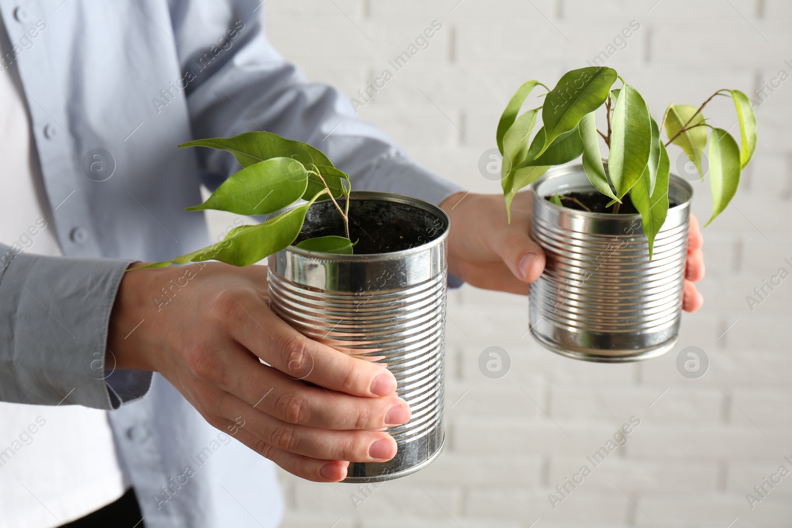 Photo of Recycling concept. Woman holding metal cans with growing plants against white brick wall, closeup