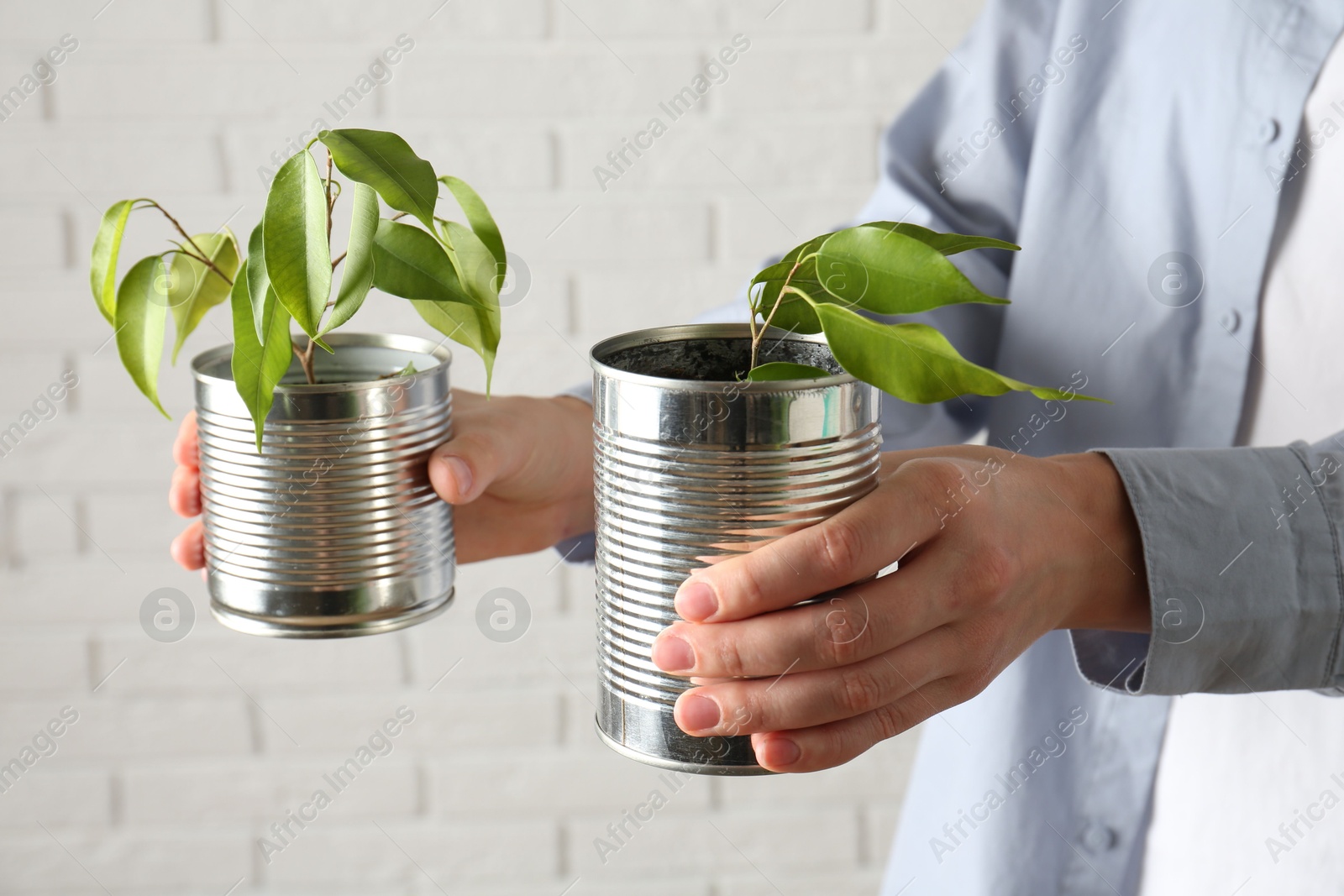 Photo of Recycling concept. Woman holding metal cans with growing plants against white brick wall, closeup