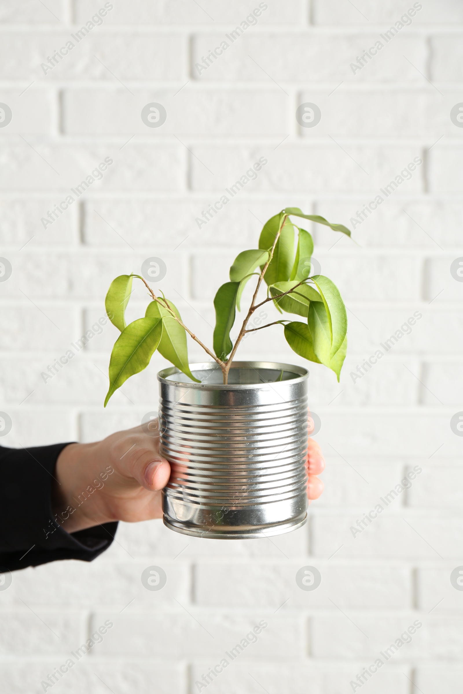 Photo of Recycling concept. Woman holding metal can with growing plant against white brick wall, closeup