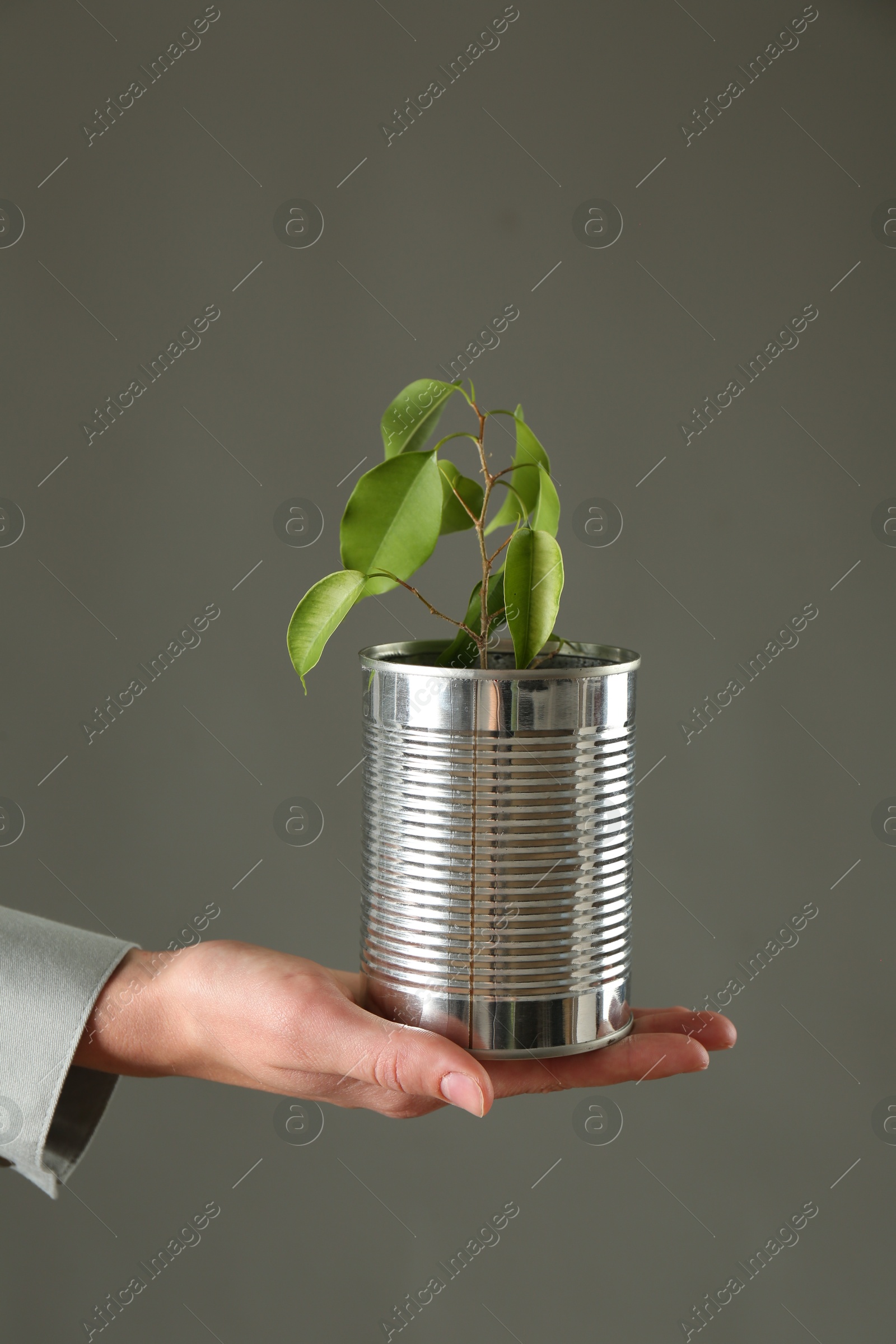 Photo of Recycling concept. Woman holding metal can with growing plant against grey background, closeup