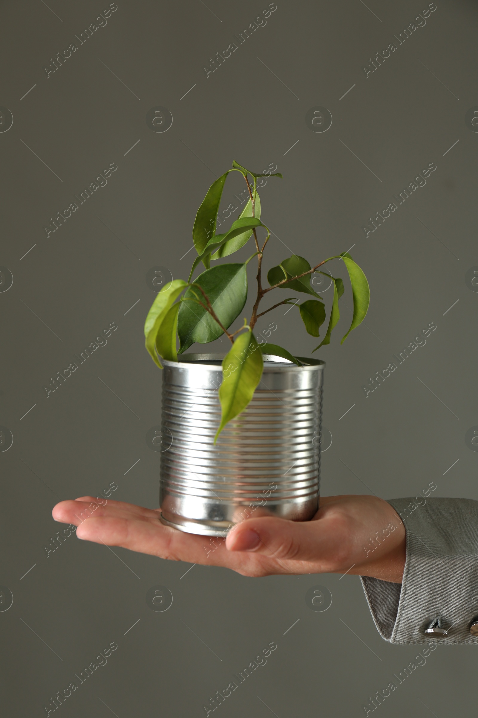 Photo of Recycling concept. Woman holding metal can with growing plant against grey background, closeup