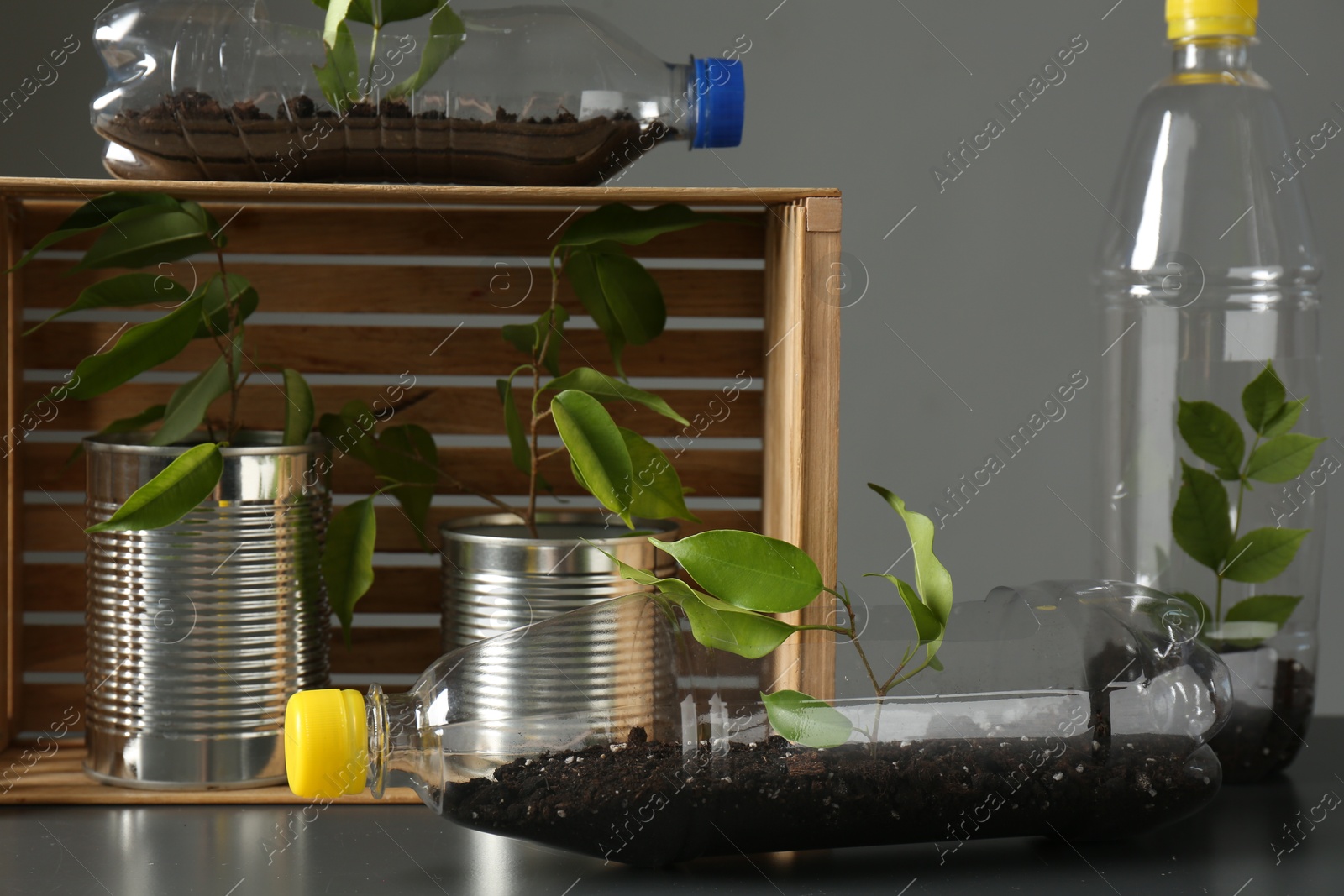 Photo of Recycling concept. Metal cans and plastic bottles with growing plants on grey table