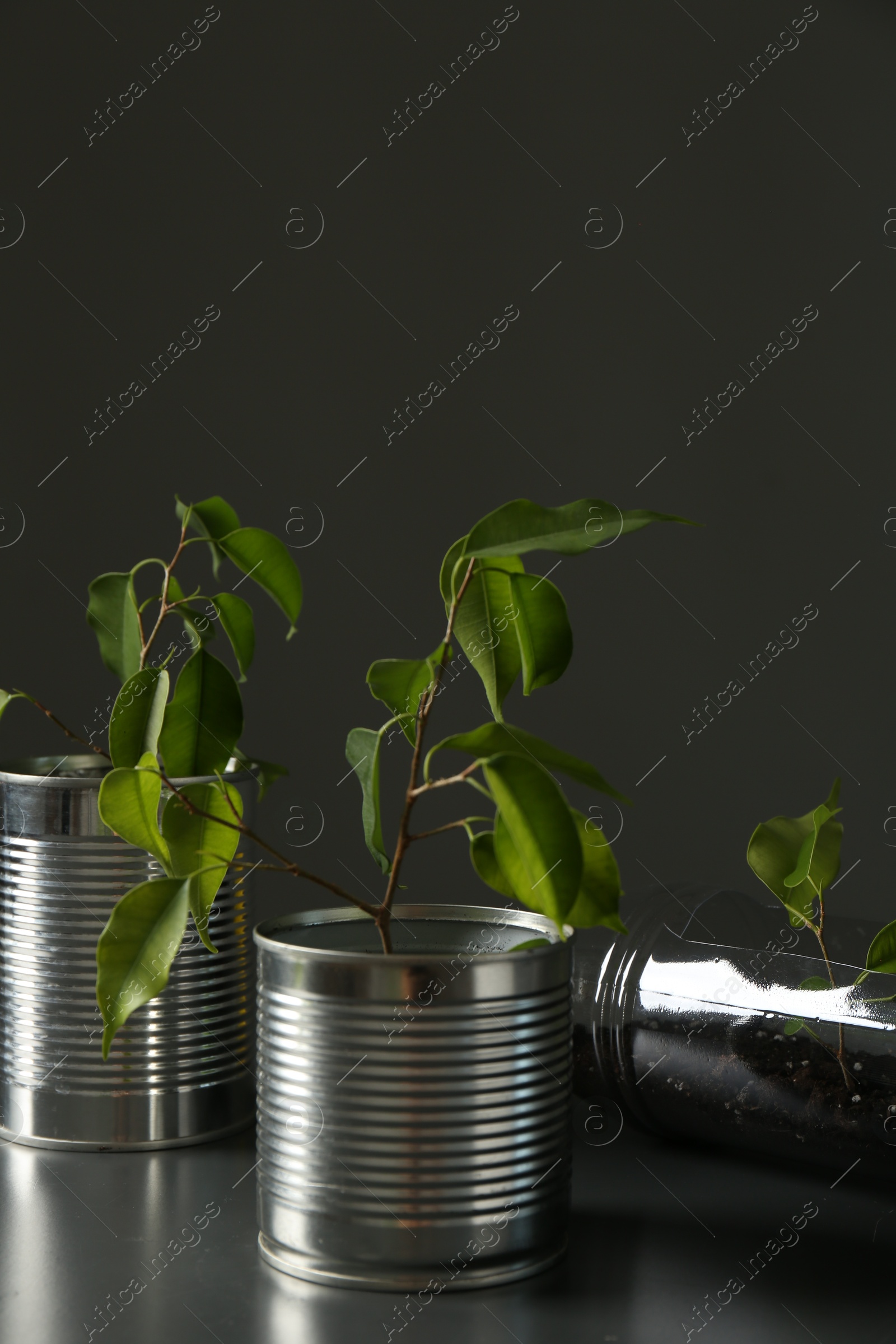 Photo of Recycling concept. Metal cans and plastic bottle with growing plants on grey table