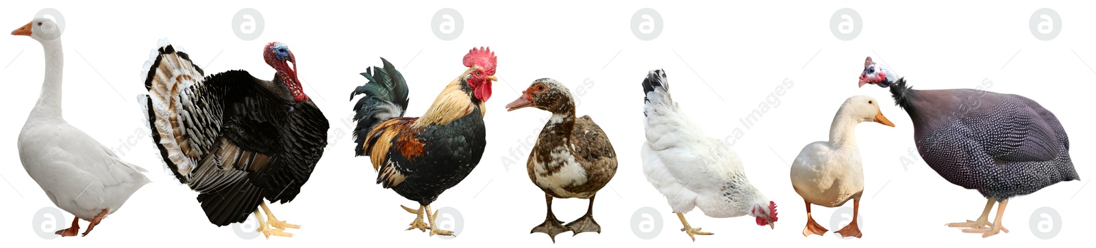 Image of Different domesticated birds on white background, collage