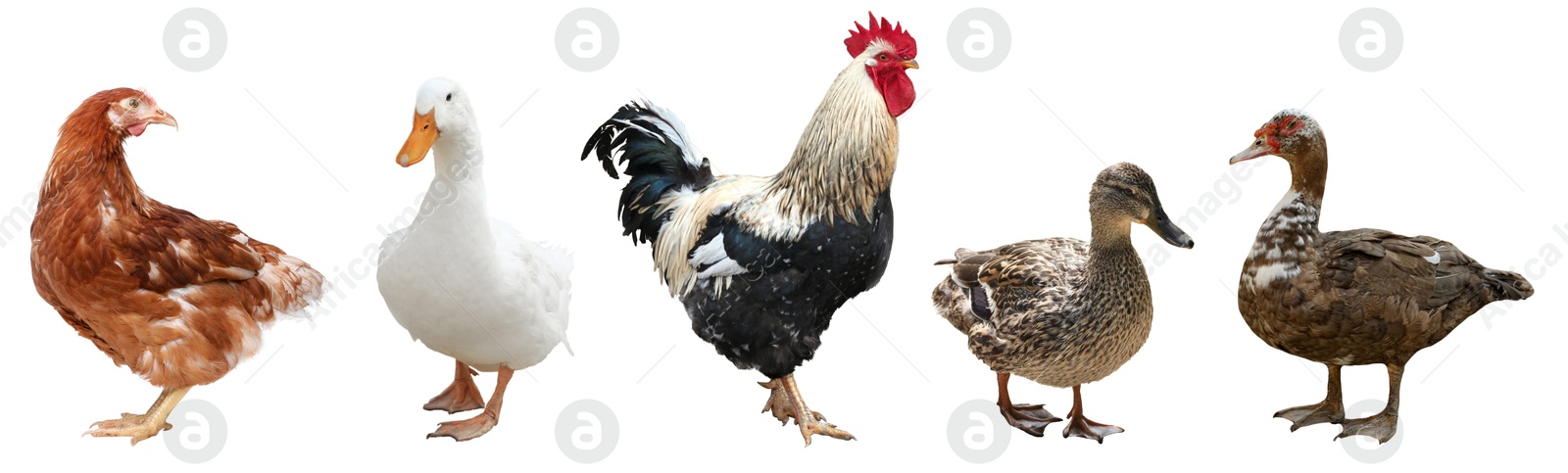 Image of Different domesticated birds on white background, collage