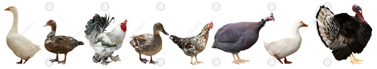 Image of Different domesticated birds on white background, collage