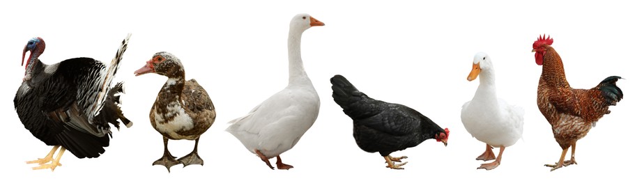 Image of Different domesticated birds on white background, collage