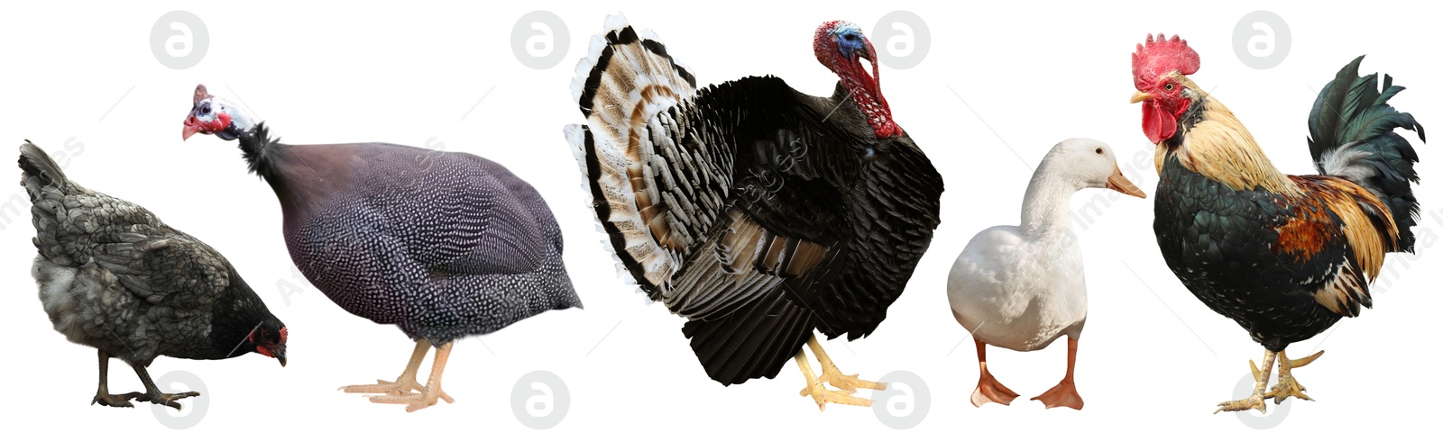 Image of Different domesticated birds on white background, collage