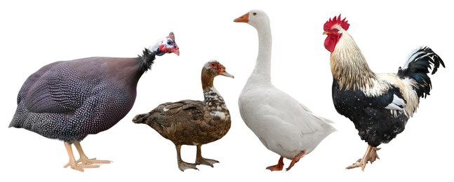 Image of Different domesticated birds on white background, collage